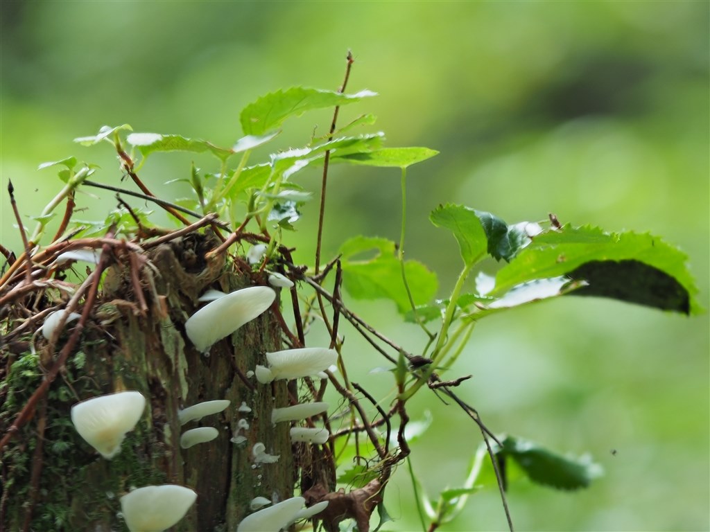 em10mk2からの移行』 オリンパス OM-D E-M10 Mark II EZダブルズーム