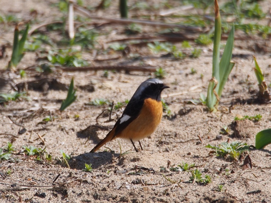 野鳥撮影をしたい』 オリンパス M.ZUIKO DIGITAL ED 75-300mm F4.8-6.7