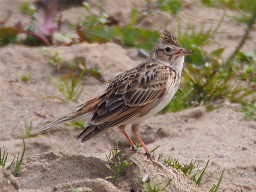 野鳥撮影をしたい』 オリンパス M.ZUIKO DIGITAL ED 75-300mm F4.8-6.7
