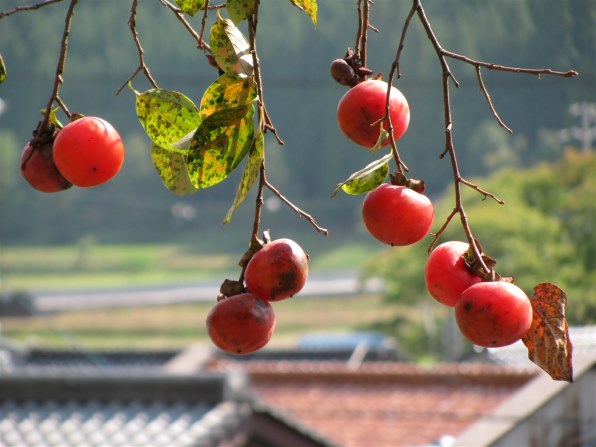 CANON PowerShot SX110 ISで撮影された写真 - 価格.com