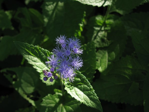 CANON PowerShot SX110 IS投稿画像・動画 - 価格.com