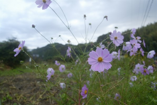 Canon EF20-35mm+レンズフード　バルサム切れあり作例あり CANON EF20-35mm F3.5-4.5 USMのクチコミ - 価格.com