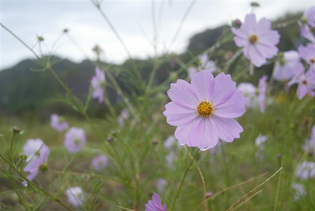 ジャンクで購入』 CANON EF20-35mm F3.5-4.5 USM のクチコミ掲示板