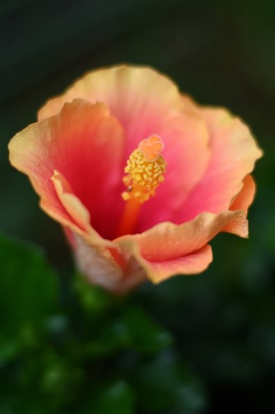 京セラ Carl Zeiss Planar T* 50mm F1.4 (MM)投稿画像・動画 - 価格.com