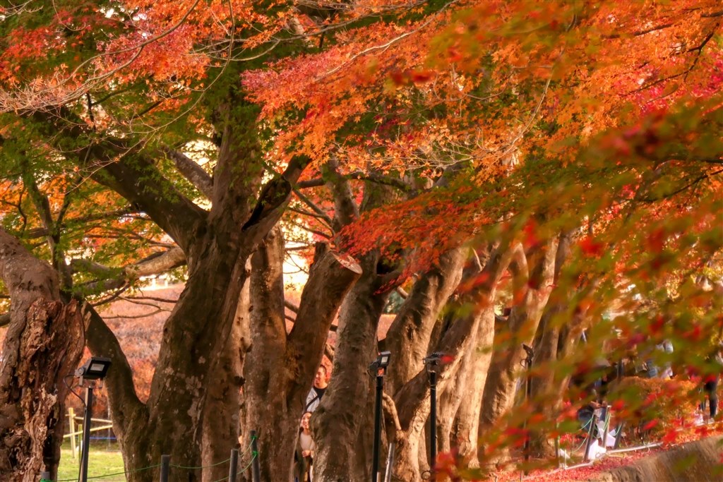紅葉を撮りにいこうy・・・（紅葉写真募集！！？）』 パナソニック