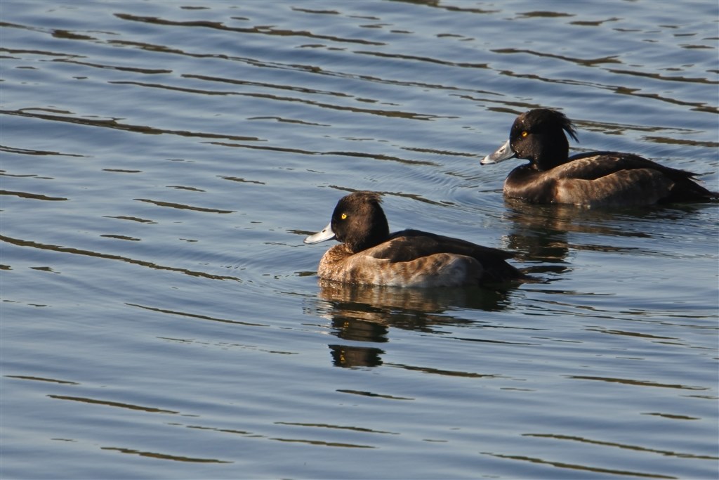 2300mm野鳥撮影システム』 ニコン Nikon 1 J5 ダブルレンズキット の