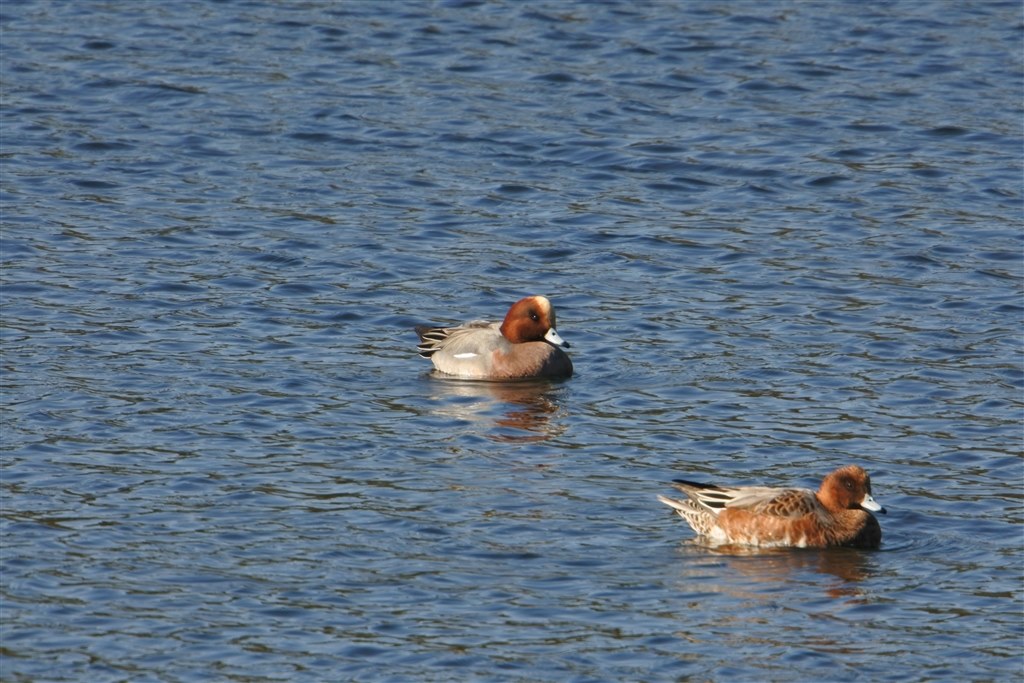 2300mm野鳥撮影システム』 ニコン Nikon 1 J5 ダブルレンズキット の