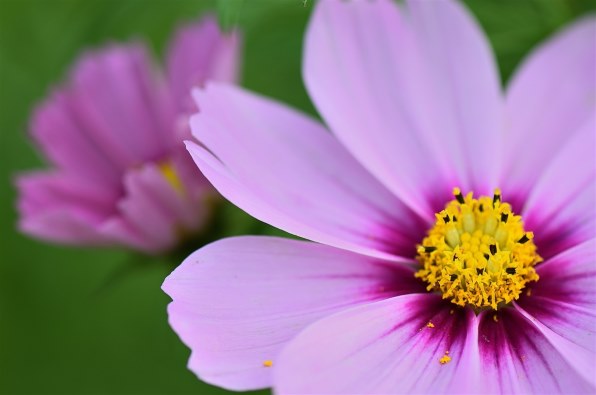 D5100 ダブルズーム ニコン D5100 ダブルズームキット | デジタル一眼レフ