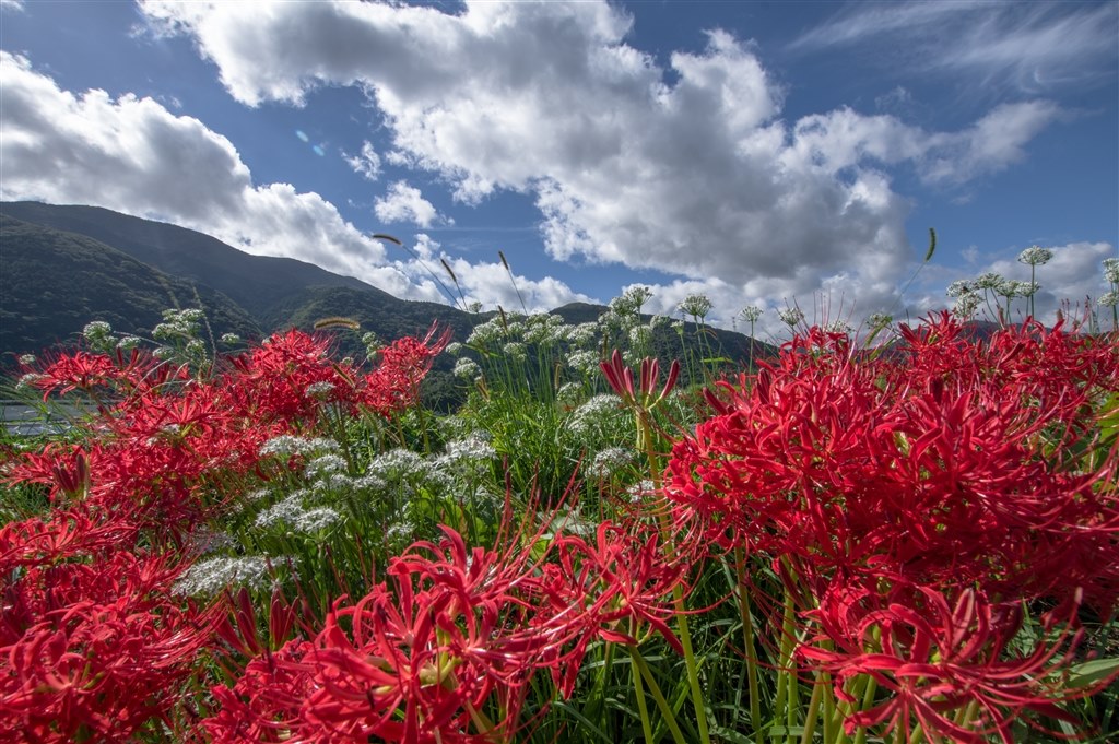 TAMRON 超広角レンズ 10-24mm f/3.5-4.5 広角レンズで悩みます』 ペンタックス PENTAX KP ボディ のクチコミ