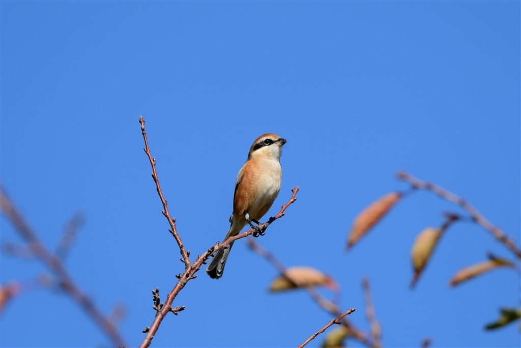 D500と556は野鳥撮影おけるベストマッチ』 ニコン D500 ボディ