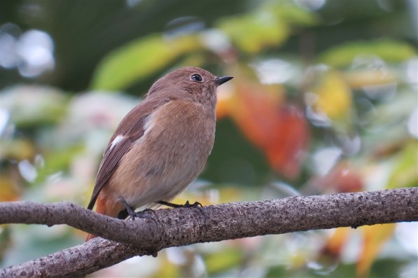 CANON PowerShot SX50 HS投稿画像・動画 - 価格.com