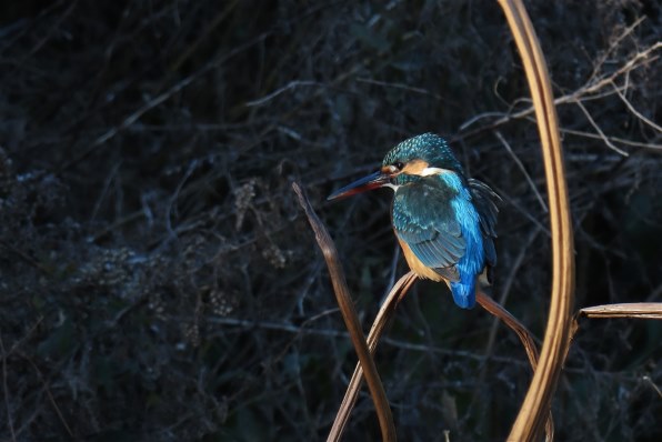 SX70HS試写2♪』 CANON PowerShot SX70 HS のクチコミ掲示板 - 価格.com