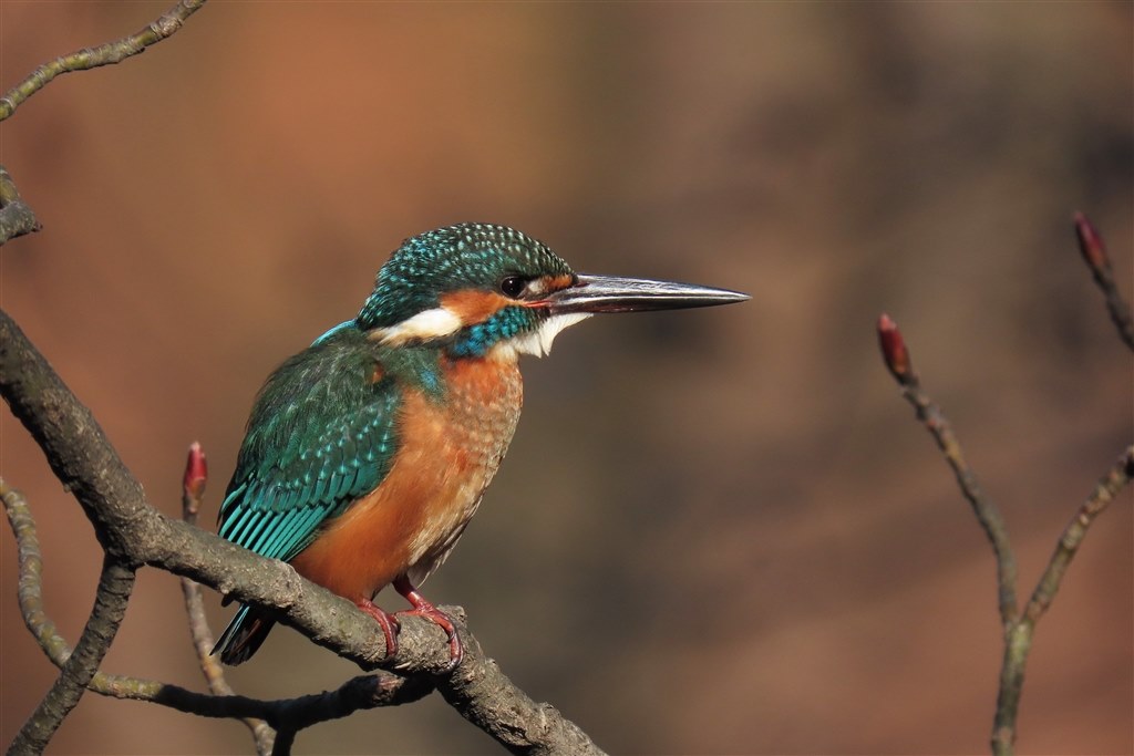 SX70HS試写3♪』 CANON PowerShot SX70 HS のクチコミ掲示板