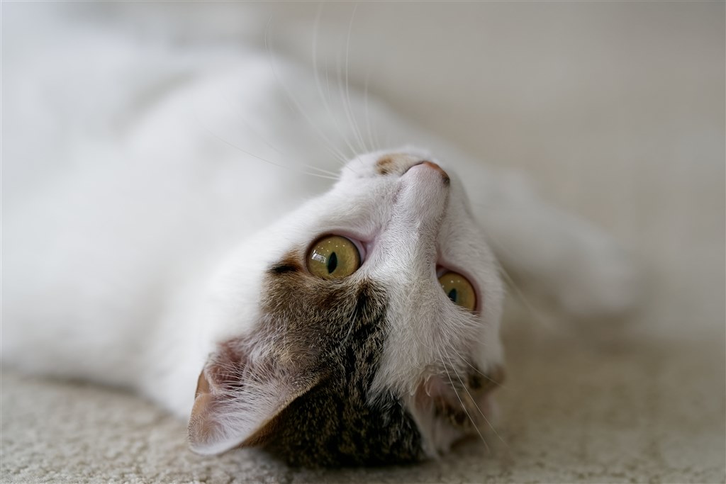 【~7/1 ねこ】 トリファクトリー 1/24 猫セット (6体) アクセサリー ZA-008A プラモデル