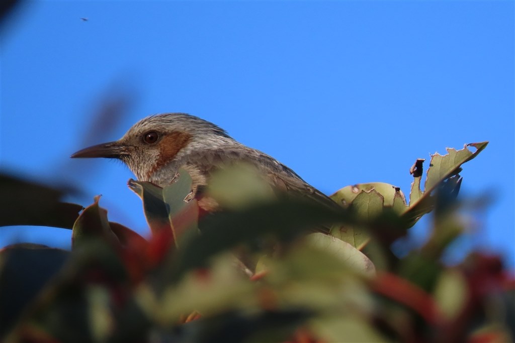 鳥さん撮ってみた Canon Powershot Sx70 Hs のクチコミ掲示板 価格 Com