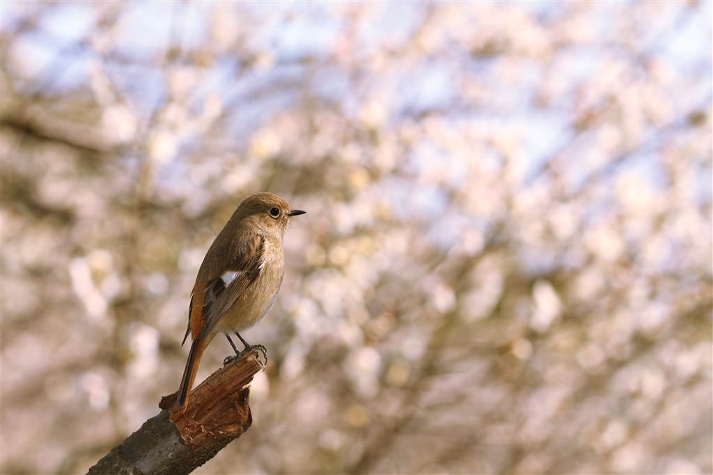 野鳥を撮るのにオススメな超望遠デジカメについて』 クチコミ掲示板