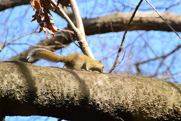 ニコン AF-S DX VR Zoom-Nikkor 18-200mm f/3.5-5.6G IF-EDで撮影され