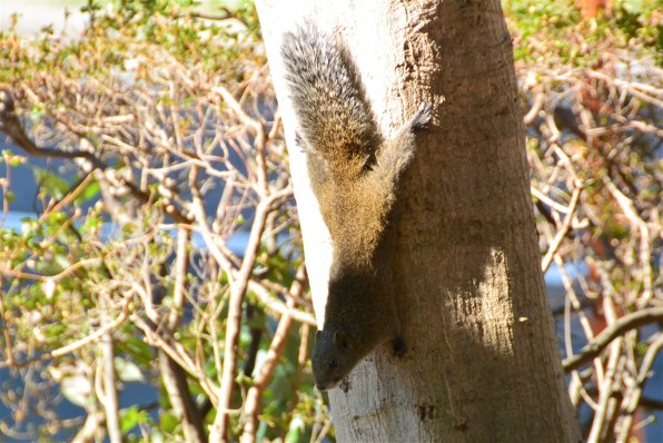 ニコン AF-S DX VR Zoom-Nikkor 18-200mm f/3.5-5.6G IF-EDで撮影され