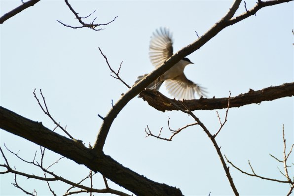 ニコン AF-S DX VR Zoom-Nikkor 18-200mm f/3.5-5.6G IF-EDで撮影され