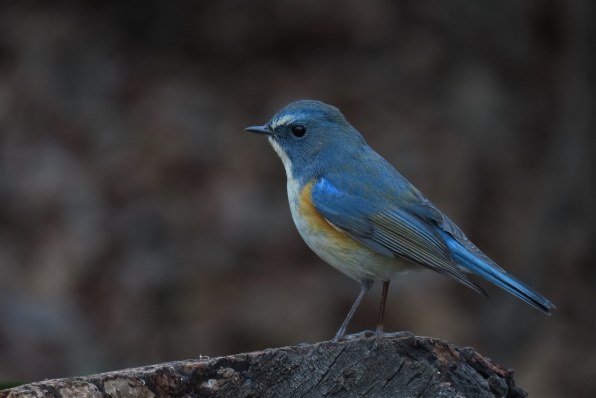 野鳥撮影 ３ Canon Powershot Sx70 Hs のクチコミ掲示板 価格 Com