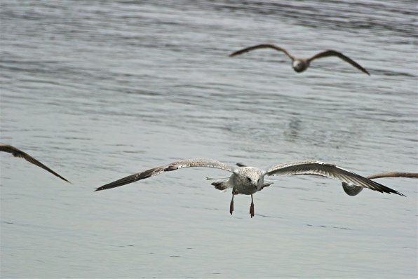 Nikon1 全機種で写真集 No 26 クチコミ掲示板 価格 Com