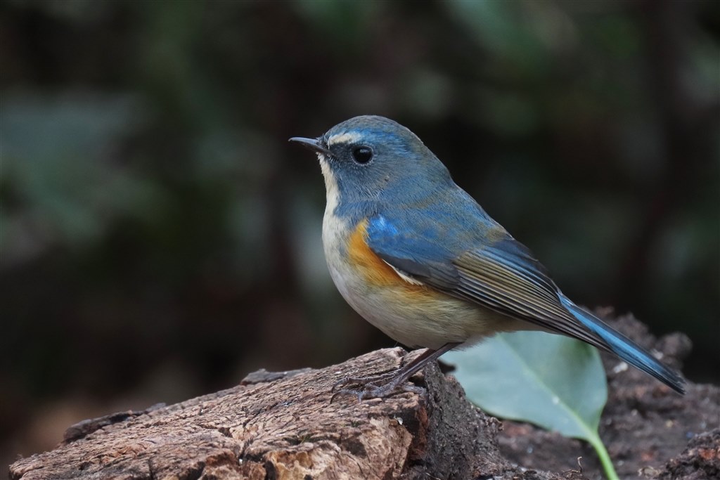 野鳥撮影♪4』 CANON PowerShot SX70 HS のクチコミ掲示板 - 価格.com