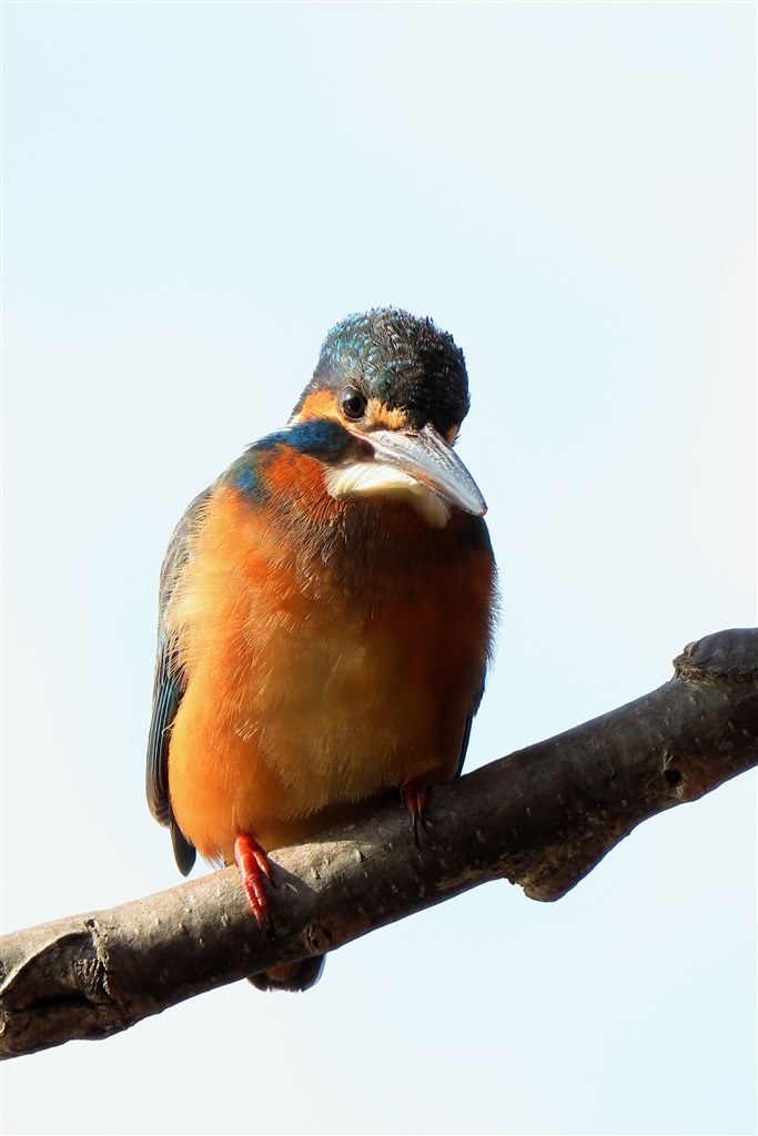 野鳥撮影♪4』 CANON PowerShot SX70 HS のクチコミ掲示板 - 価格.com