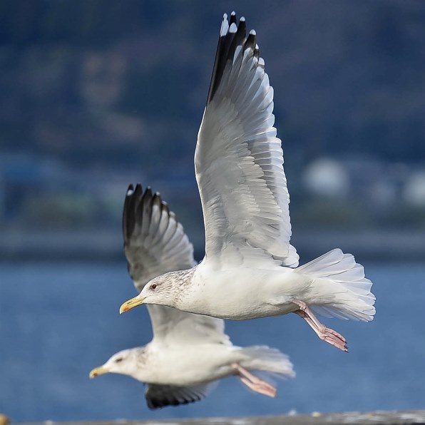 Nikon1 全機種で写真集 No 26 クチコミ掲示板 価格 Com