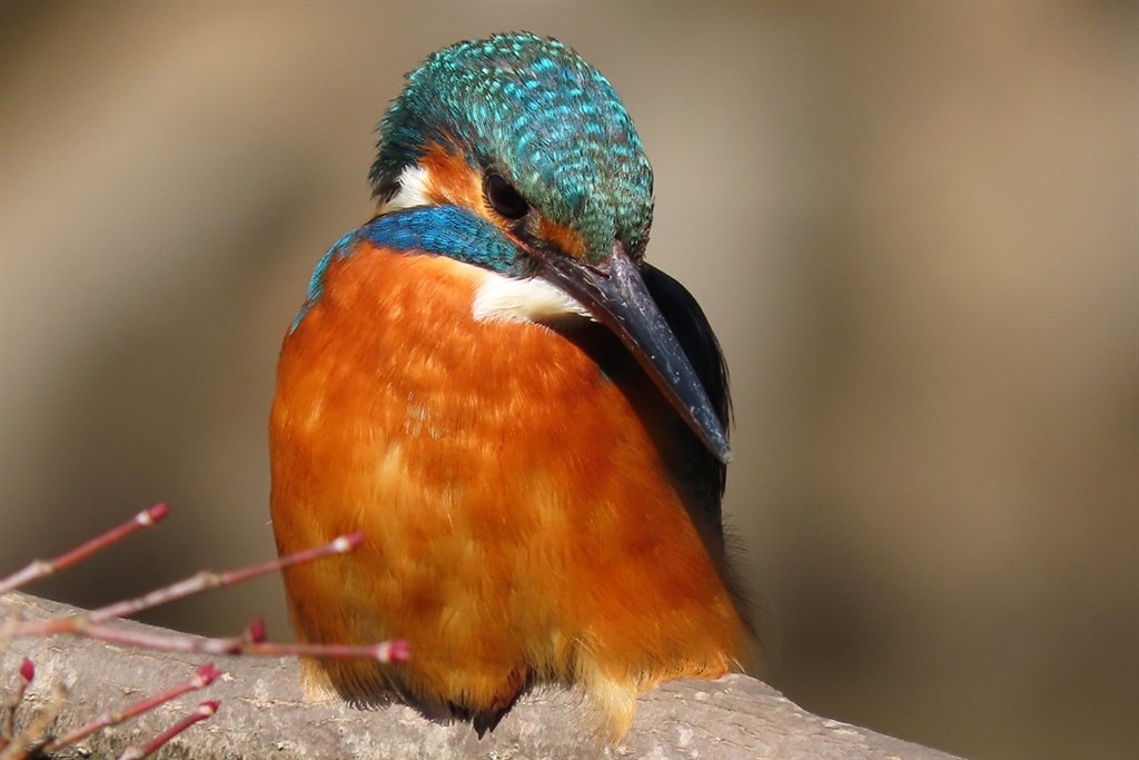 SX60HSとは比較にならない写真が撮れます。』 CANON PowerShot SX70 HS