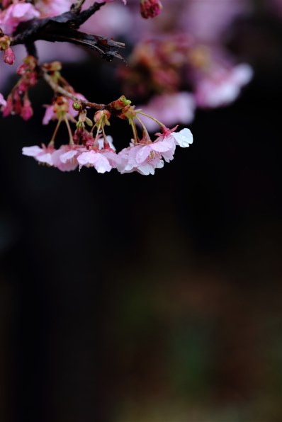 Eos全機種 みんなで写真を見せあおう Part84 クチコミ掲示板 価格 Com