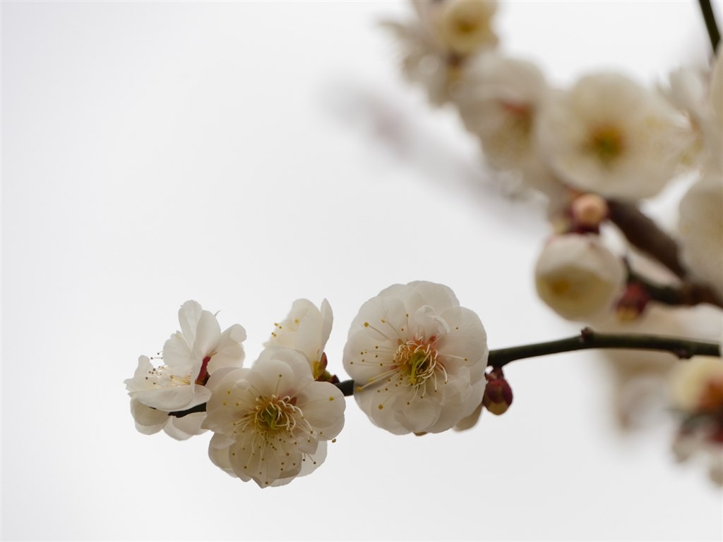 春を散策』 TAMRON 28-300mm F/3.5-6.3 Di VC PZD (Model A010