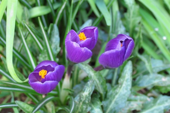 Canon PowerShot Pro1 デジタルカメラ　作例あり Canon PowerShot Pro1 デジタルカメラ 作例あり