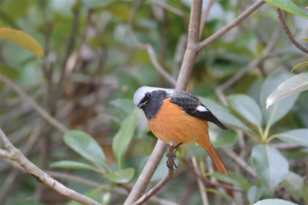 野生動物撮影における迷彩効果に関して クチコミ掲示板 価格 Com