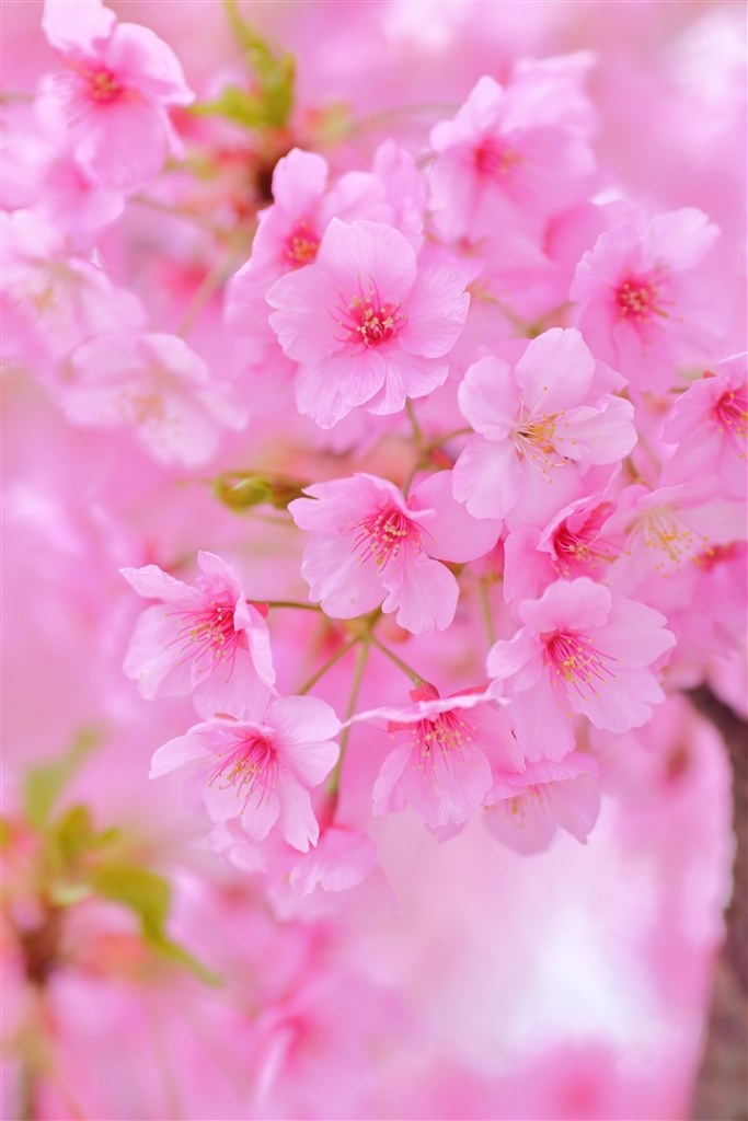 花メインのレンズを探しています…』 CANON EF135mm F2L USM の