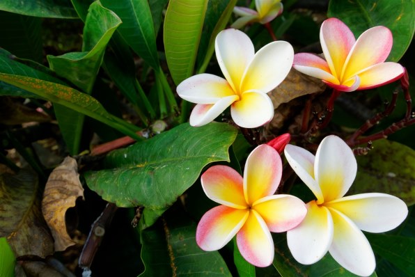 一眼カメラで気ままに楽しみたい その１８ クチコミ掲示板 価格 Com