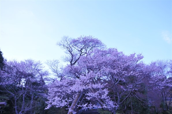 シグマ 10-20mm F3.5 EX DC HSM (ニコン用)投稿画像・動画