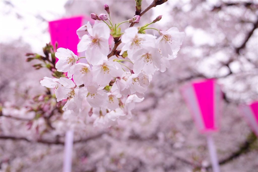 桜撮り』 リコー RICOH GR III のクチコミ掲示板 - 価格.com 桜撮り』 リコー RICOH GR III のクチコミ掲示板 - 価格.com