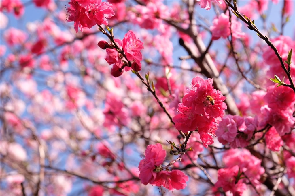 ボケについて教えて下さい』 富士フイルム フジノンレンズ XF16-55mmF2