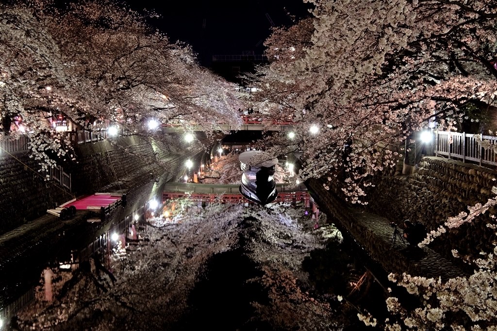夜桜ライトアップ時の適切な設定』 ニコン D850 ボディ のクチコミ