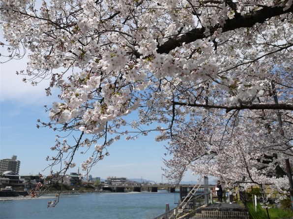 訳あり１７６開花中　強芳香性　百花繚乱彩の国　早咲きタイプ ｄｄフレグランス アプリコットゴールド　クリスマスローズ PART47です！ そろそろ桜？ 撮らなくっちゃ！』 クチコミ掲示板 - 価格.com