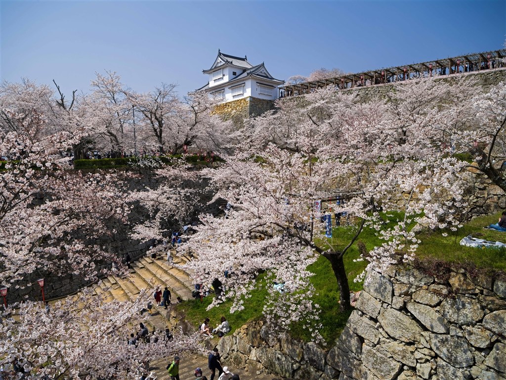 桜風景 ペンタックス Hd Pentax Da645 28 45mmf4 5ed Aw Sr のクチコミ掲示板 価格 Com