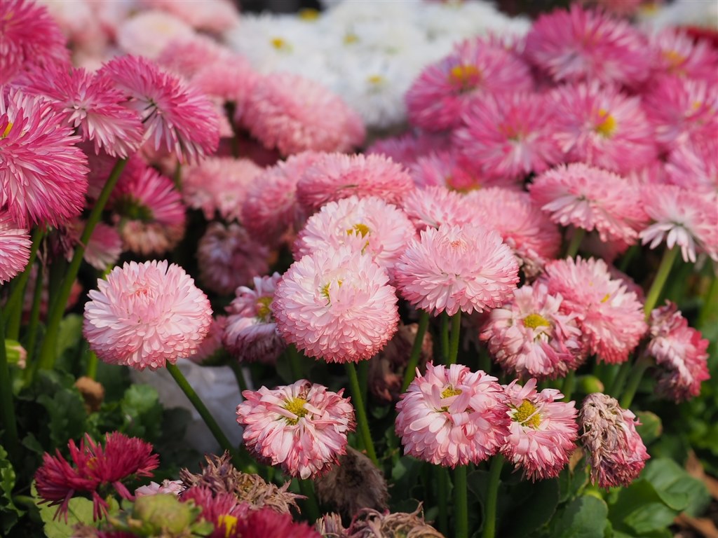 56mm単焦点という世界』 シグマ 56mm F1.4 DC DN [マイクロフォー