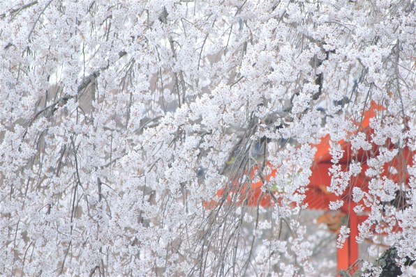 CANON EF100-300mm F5.6Lで撮影された写真 - 価格.com