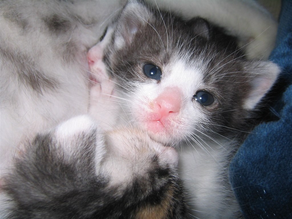 大昔のixy Digital 30 子猫撮影 びっくり画質 クチコミ掲示板 価格 Com