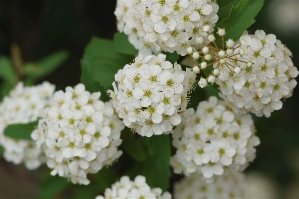 ニコン Ai Af Micro Nikkor 105mm F2 8d 価格比較 価格 Com