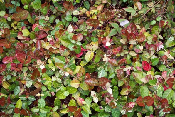 【作例あり】Kodak DC4800 Zoom maxresdefault.jpg?sqp=-