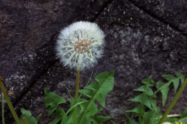 コダック DC4800 Zoomで撮影された写真 - 価格.com