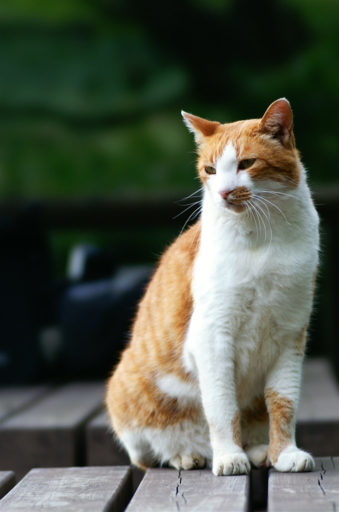 林の中で撮影した写真の背景ボケについて』 TAMRON 28-75mm F/2.8 Di