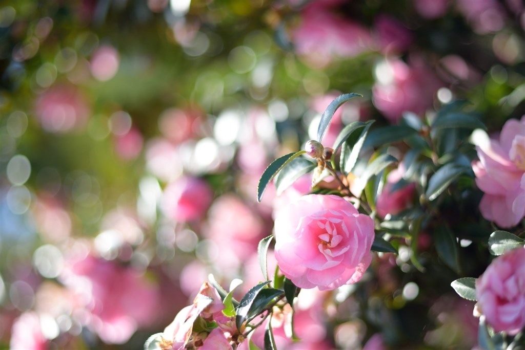 林の中で撮影した写真の背景ボケについて』 TAMRON 28-75mm F/2.8 Di