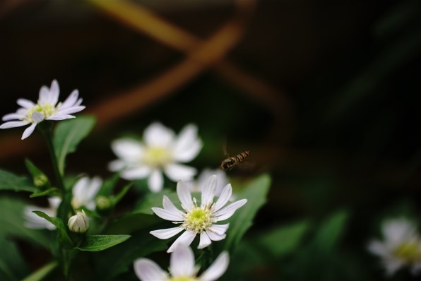 SONY α6000 ILCE-6000L パワーズームレンズキットのクチコミ - 価格.com